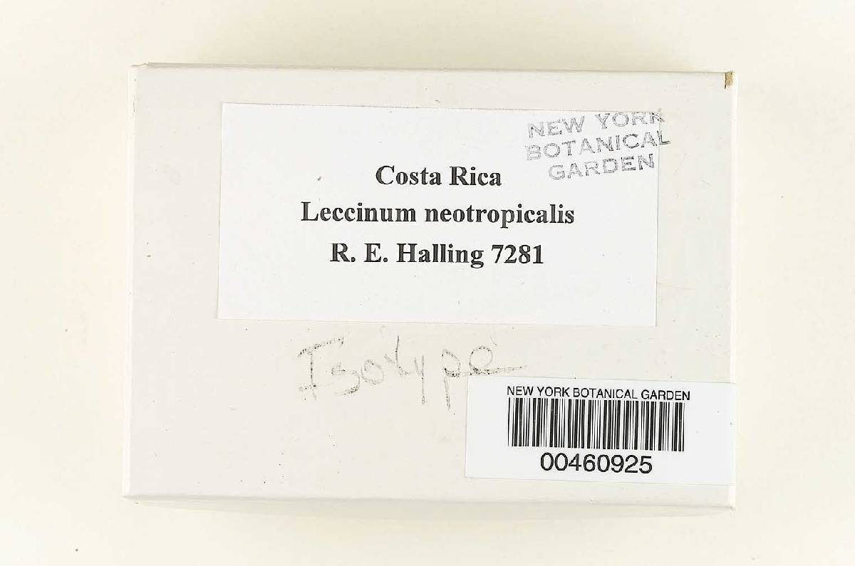 Leccinum neotropicale image