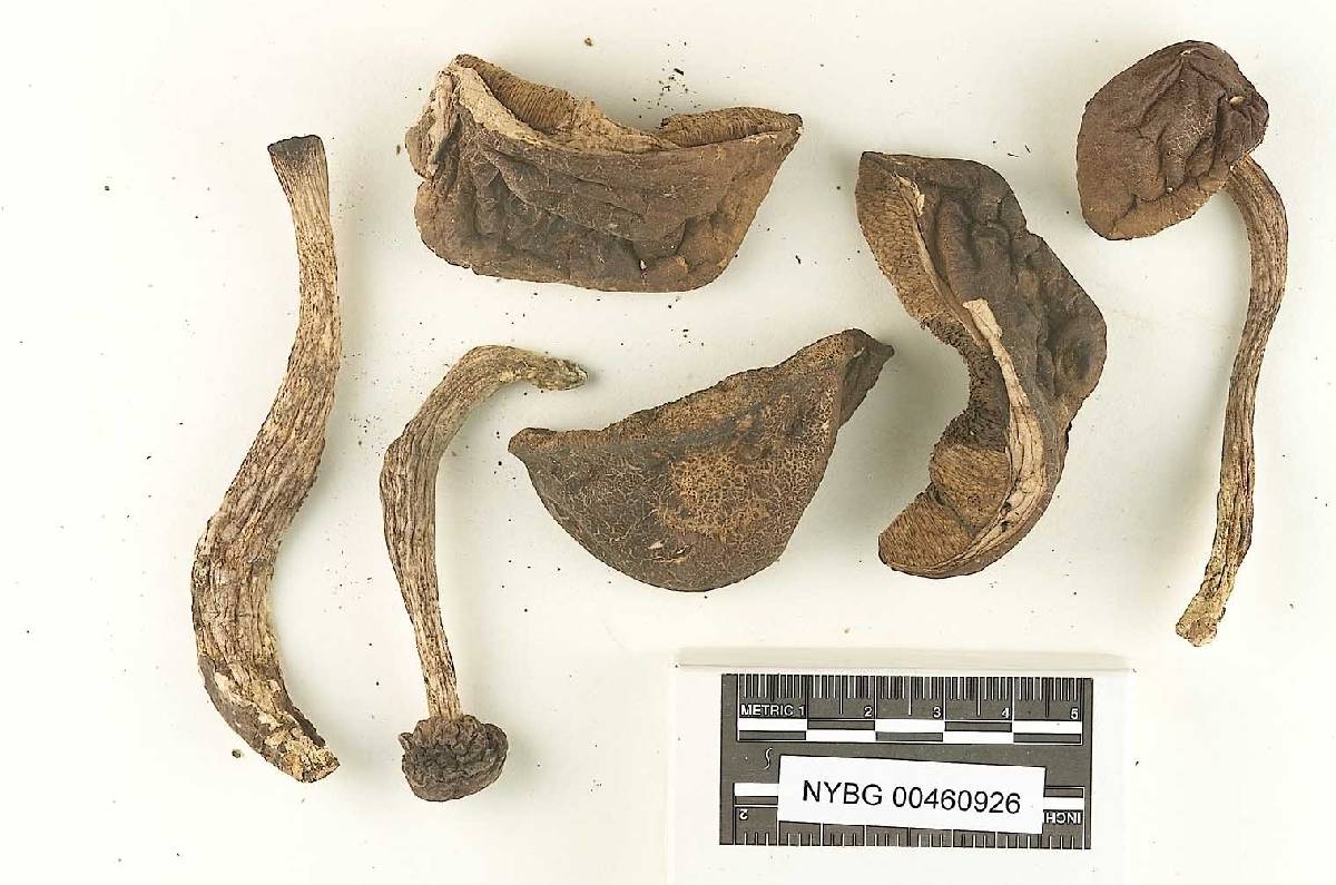 Leccinum talamancae image