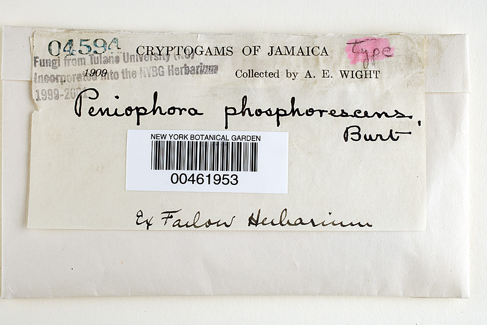 Peniophora phosphorescens image