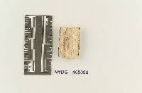 Gloeocystidiellum heimii image