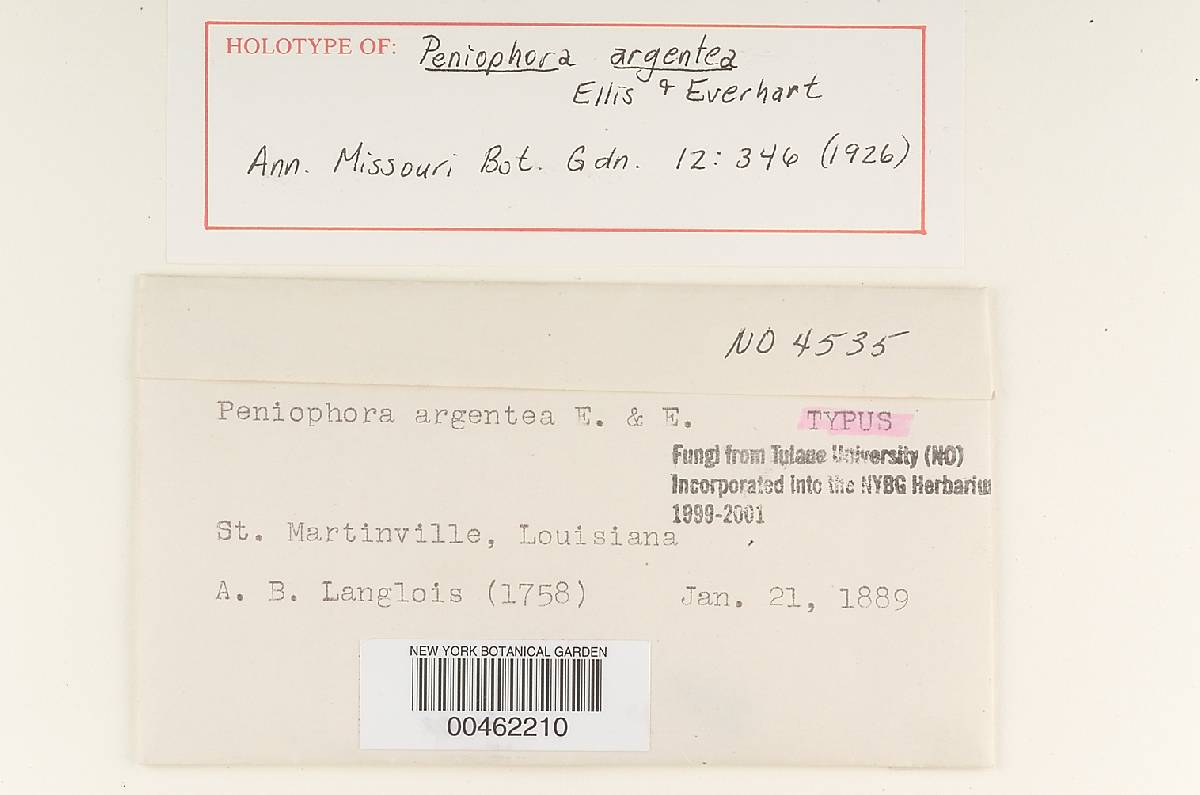 Peniophora argentea image