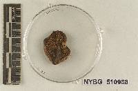 Tricholoma odorum image