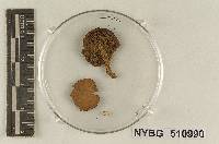 Tricholoma fallax image