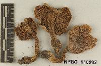 Tricholoma fumidellum image