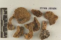 Tricholoma goniospermum image