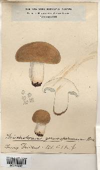 Tricholoma goniospermum image