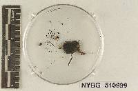 Tricholoma microsporum image