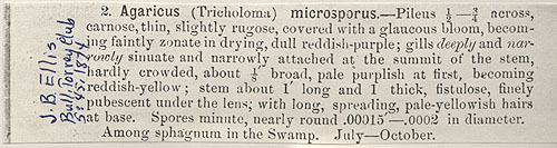 Agaricus microsporus image