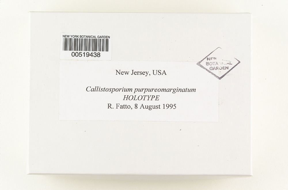 Callistosporium purpureomarginatum image
