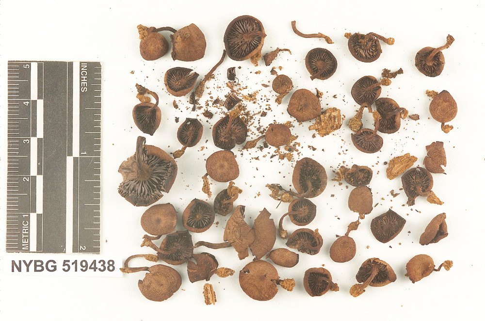 Callistosporium purpureomarginatum image
