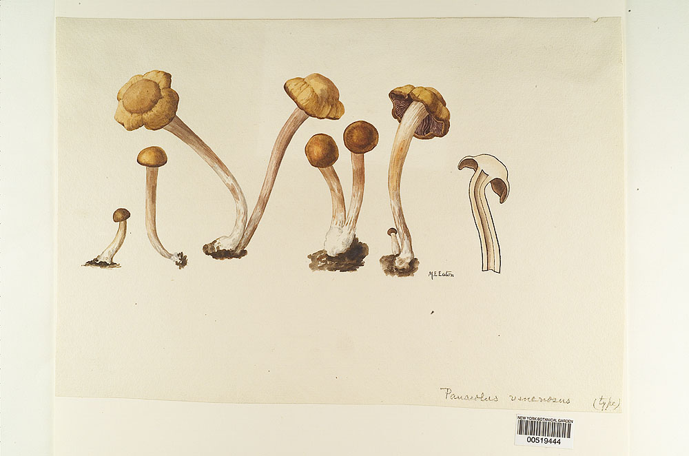 Panaeolus venenosus image