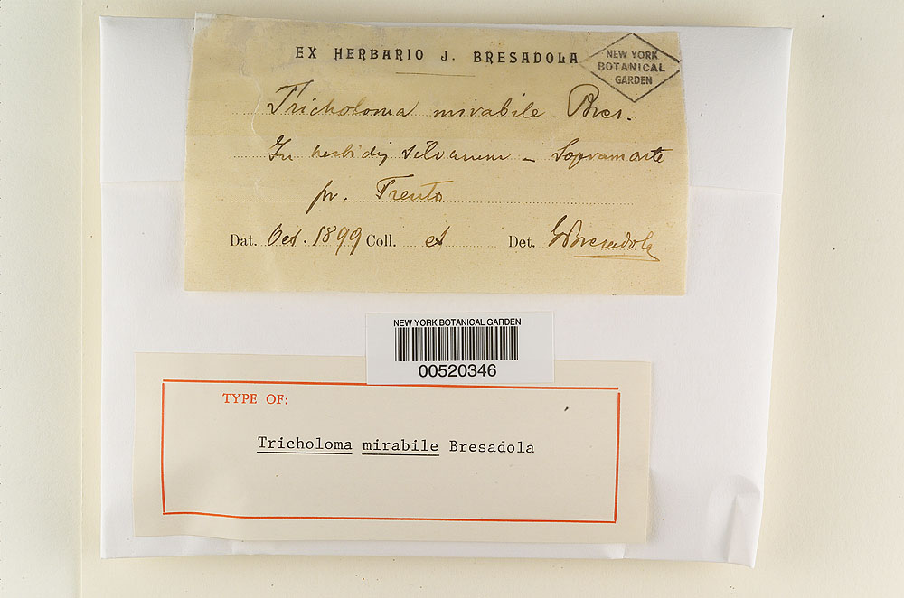 Tricholoma mirabile image