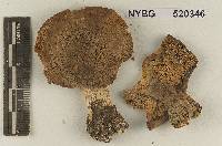 Tricholoma mirabile image