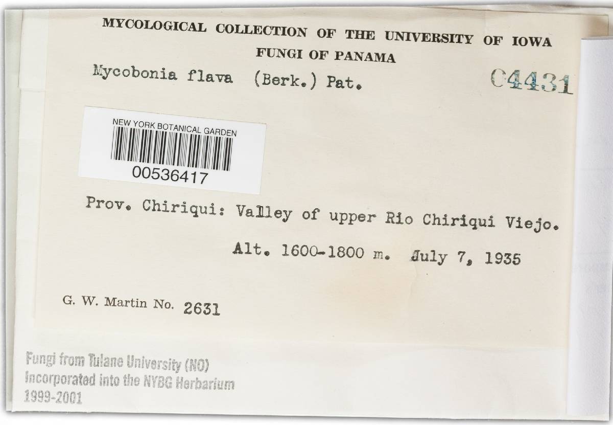 Mycobonia brunneoleuca image