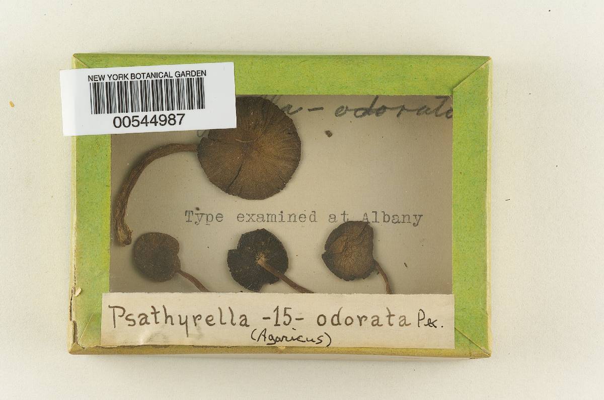 Psathyrella odorata image