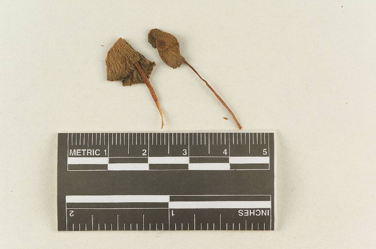Psathyrella gracillima image