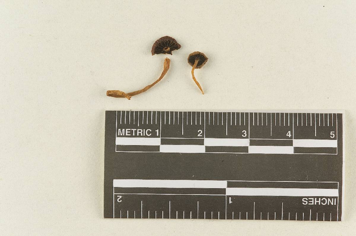 Psathyrella betulina image