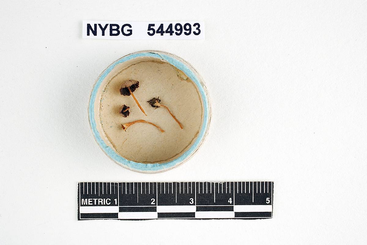 Psathyrella tenera image