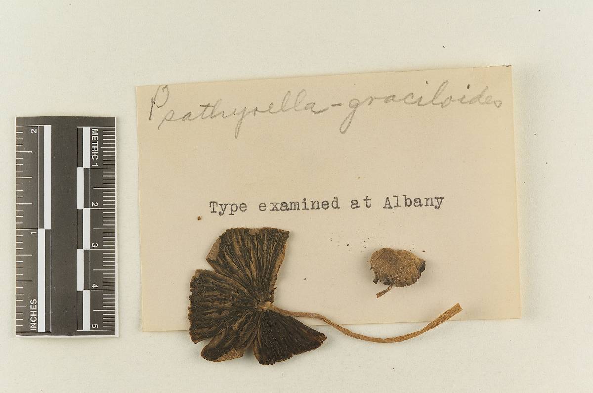 Psathyrella odorata image
