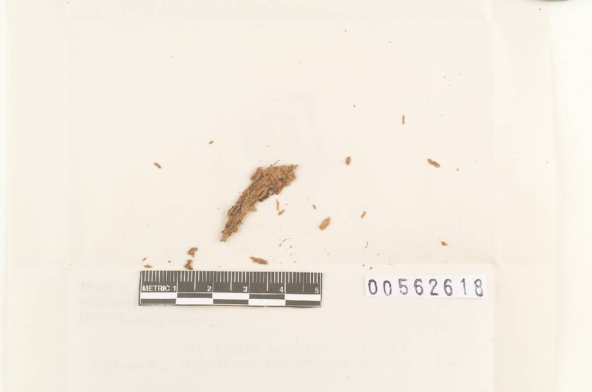 Clavulicium image