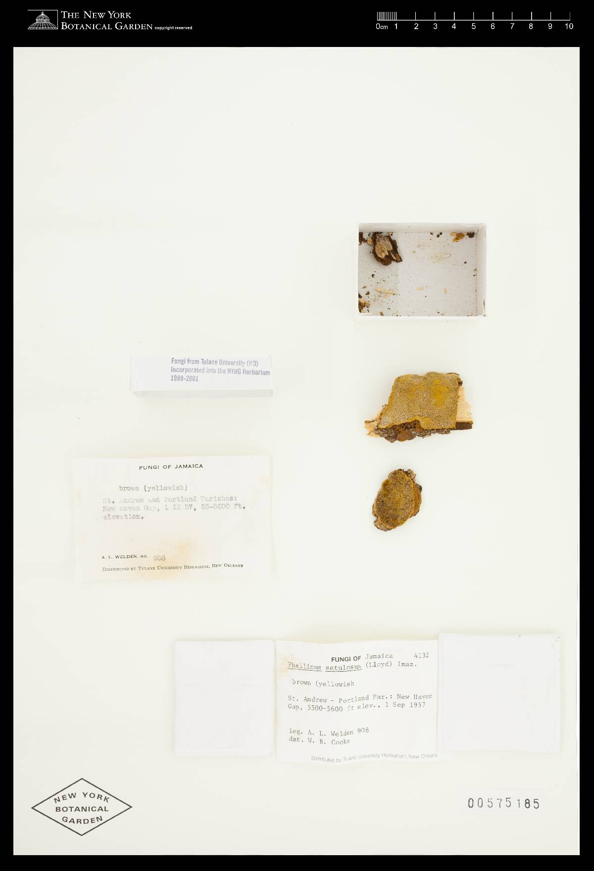 Phellinus setulosus image