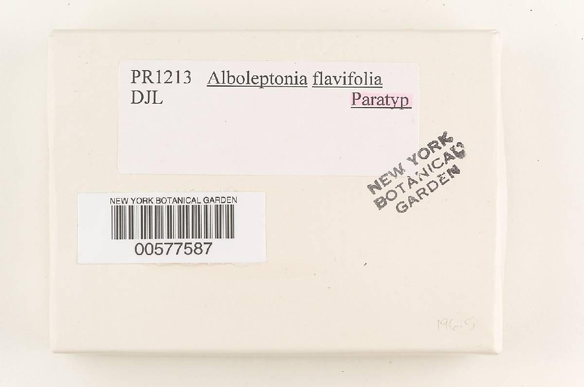 Alboleptonia flavifolia image