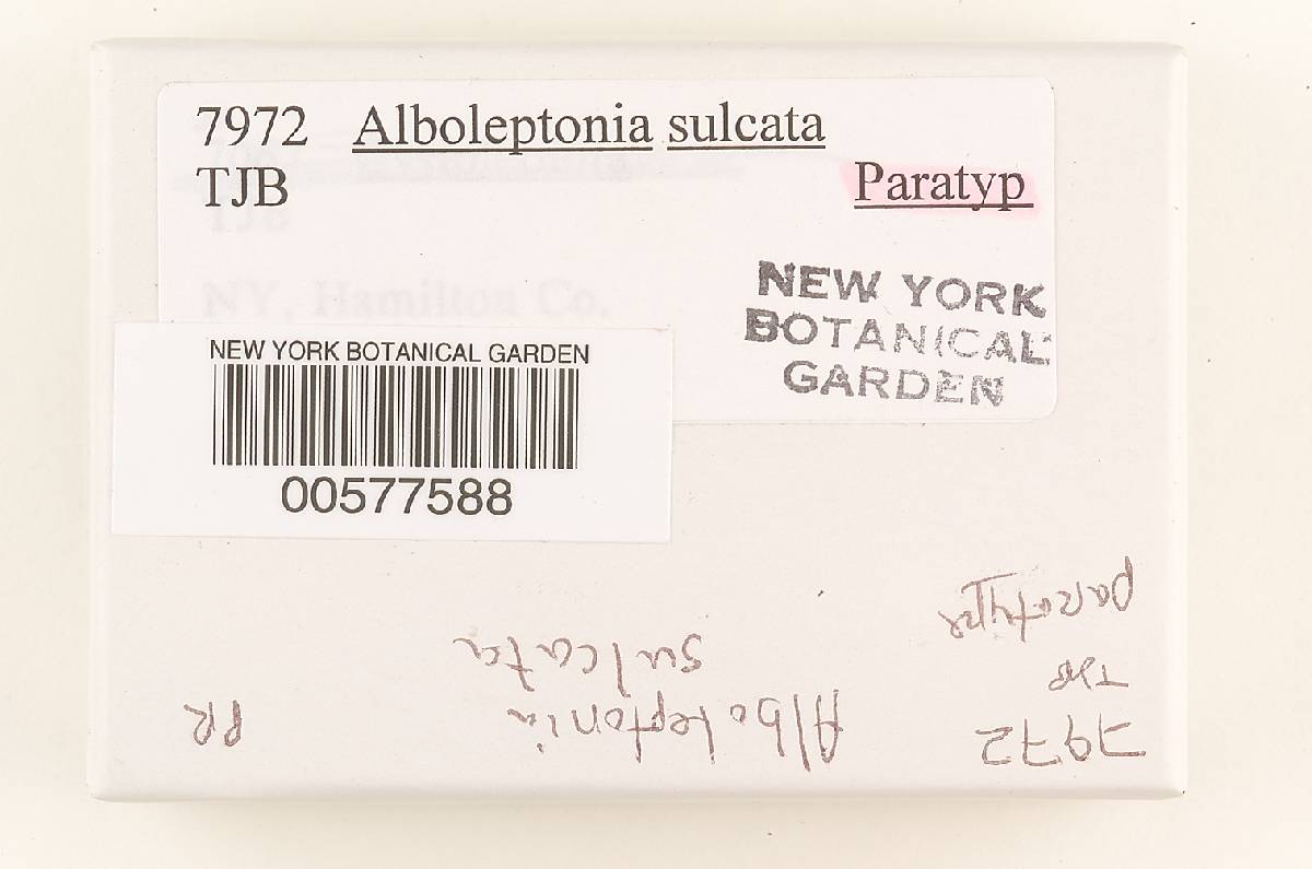 Alboleptonia sulcata image