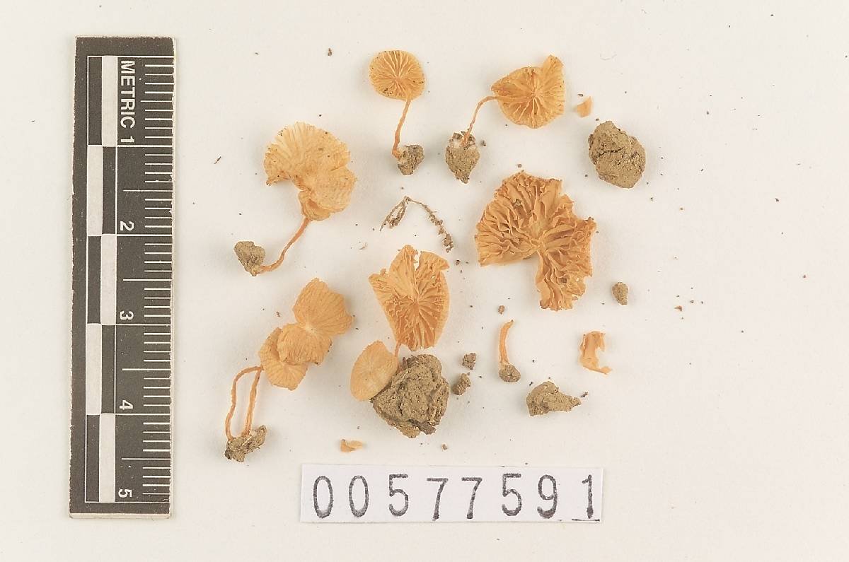 Alboleptonia largentii image
