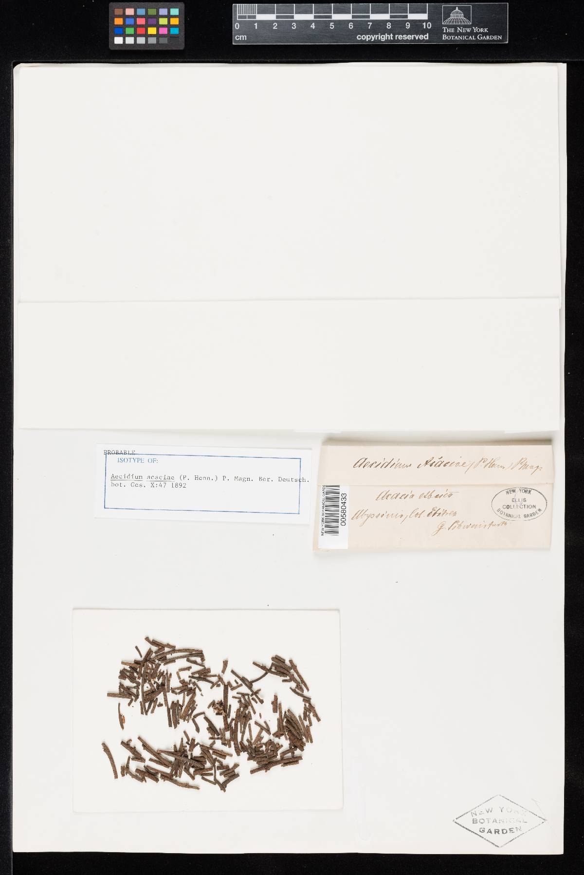 Aecidium acaciae image
