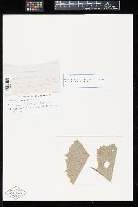 Aecidium adenostylis image