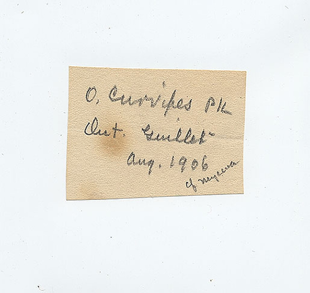 Omphalia curvipes image