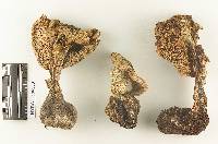 Armillaria olida image