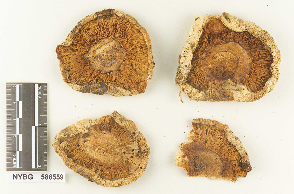 Armillaria appendiculata image