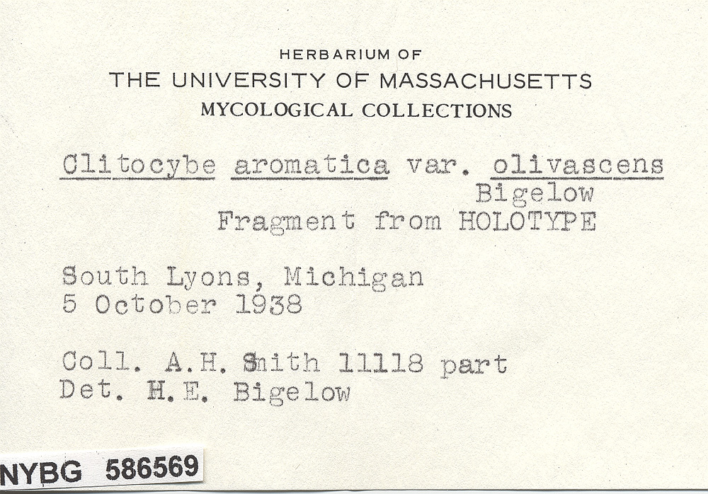 Clitocybe aromatica var. olivascens image