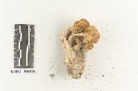 Clitocybe californiensis image