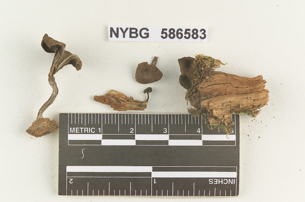 Clitocybe epiphloeodica image