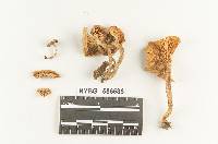 Clitocybe gibba image