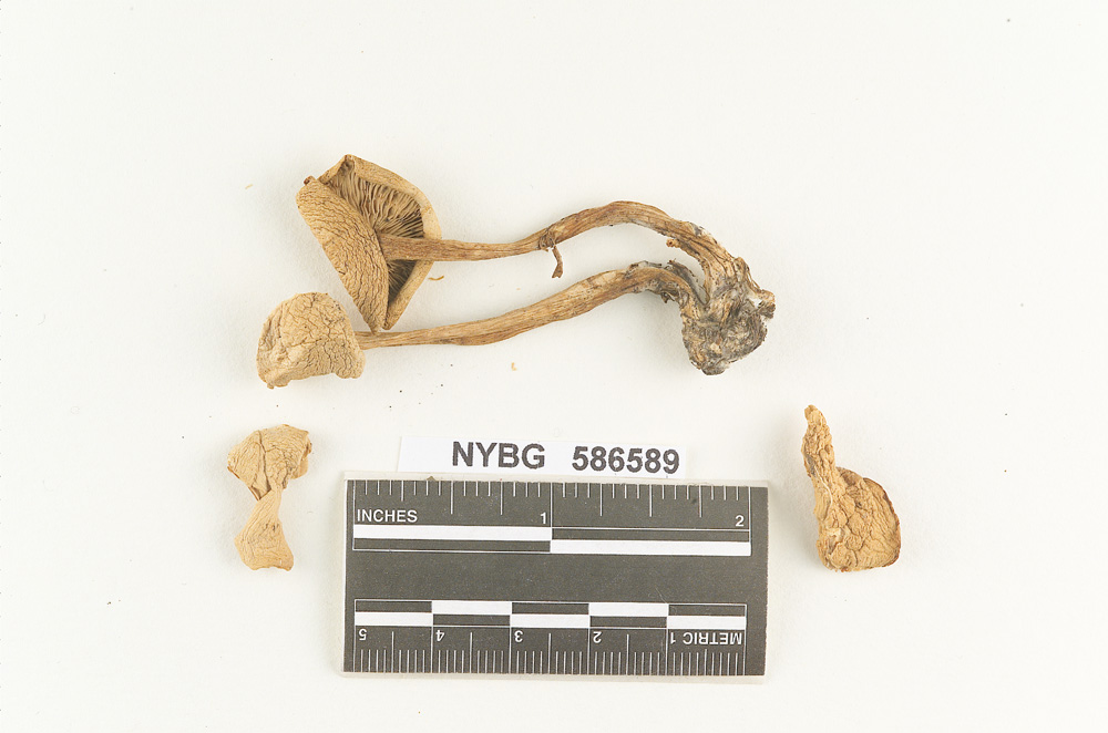 Clitocybe krizii-josephi image