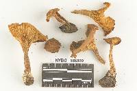 Clitocybe mitis image