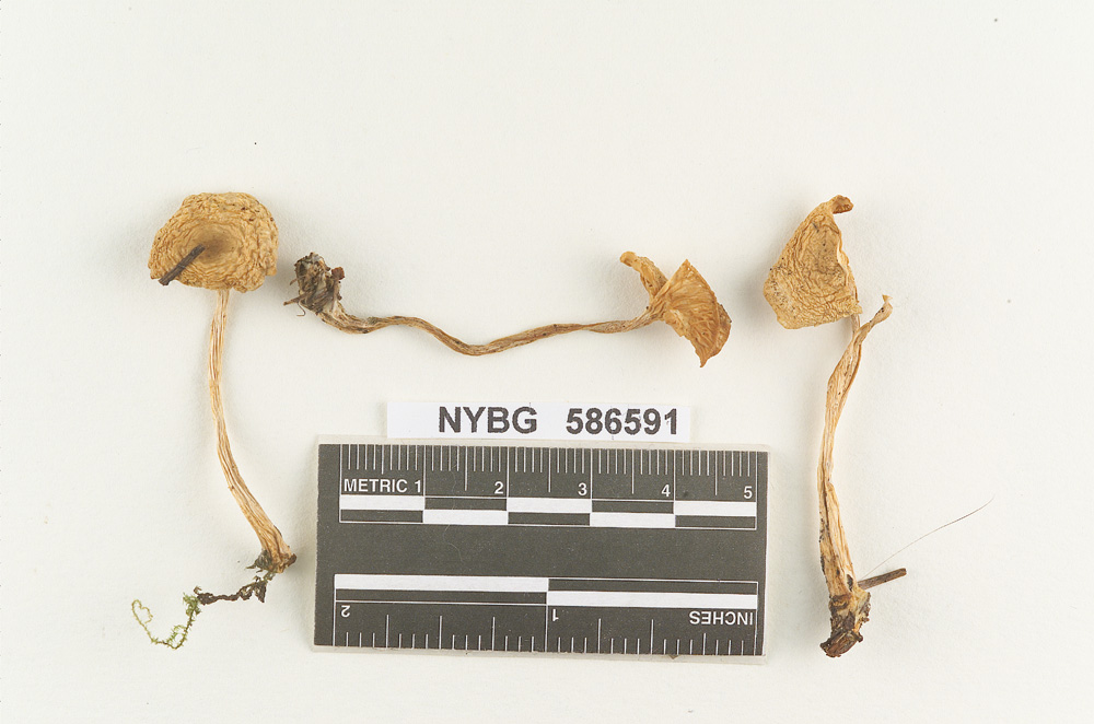 Clitocybe oramophila image