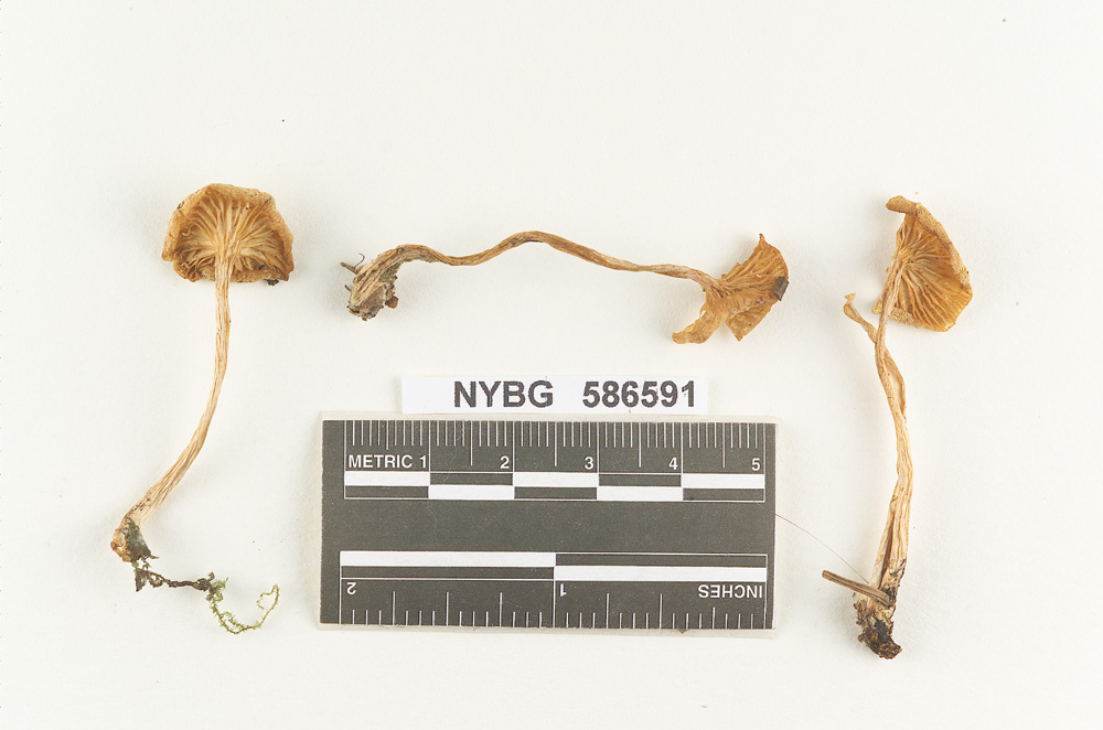 Clitocybe oramophila image