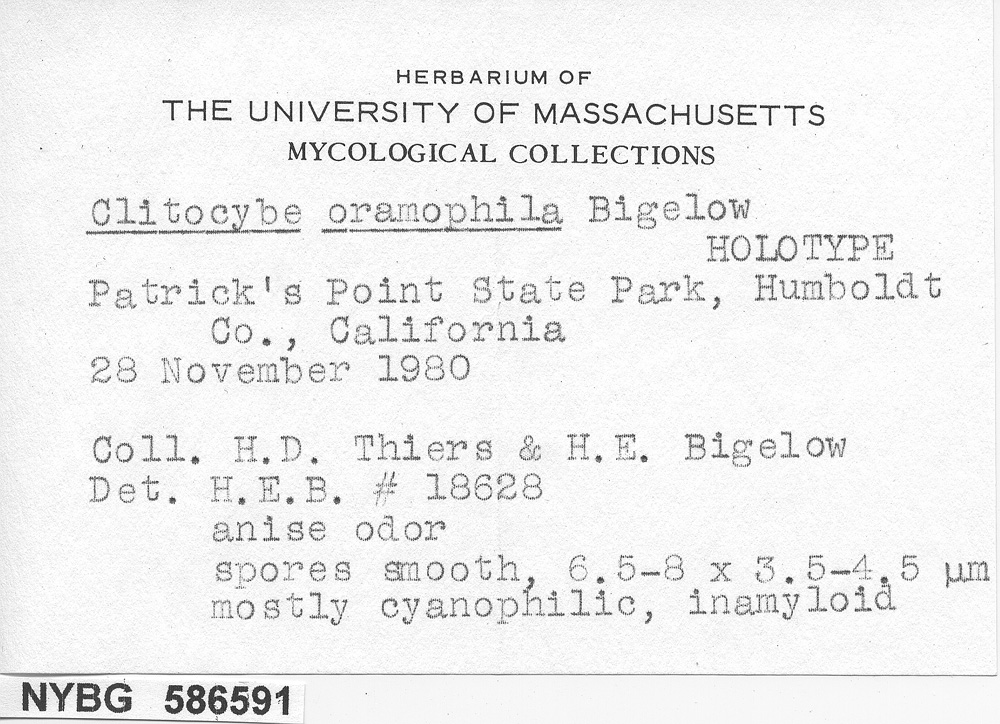 Clitocybe oramophila image