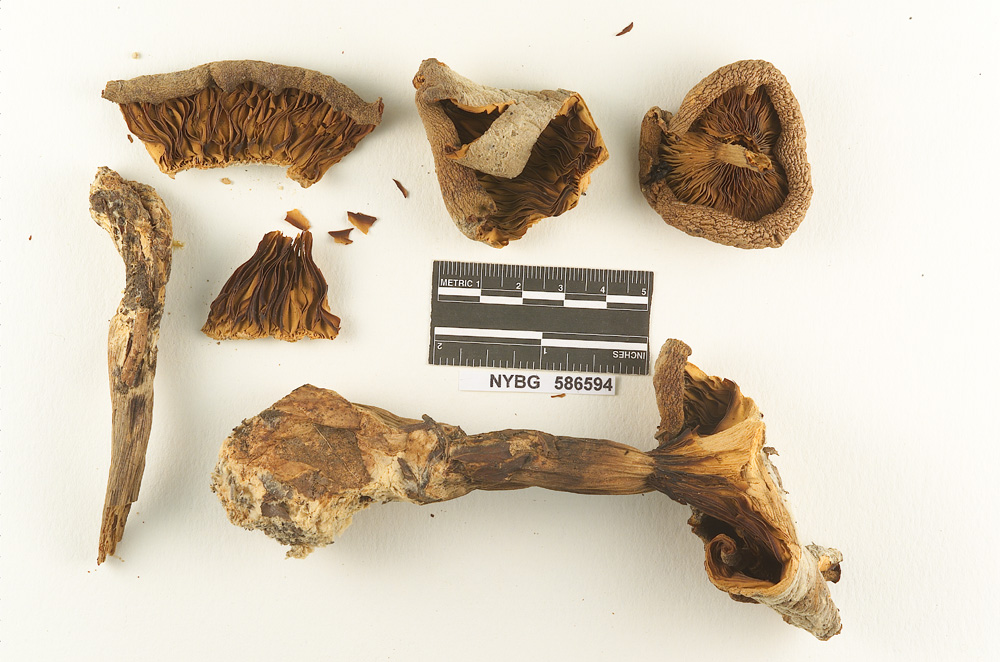 Clitocybe oreades image