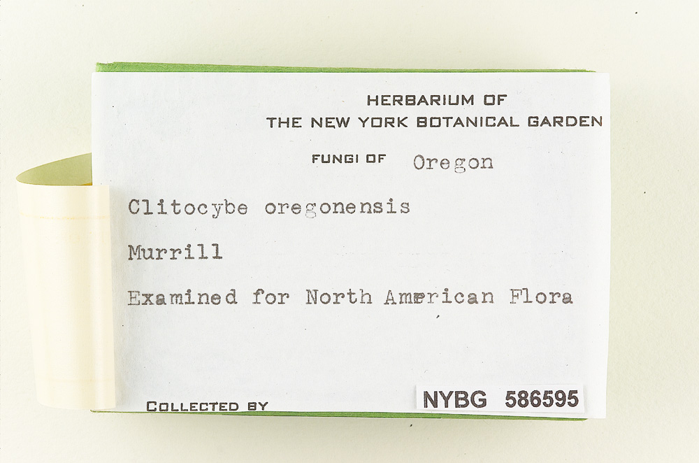Cantharellula oregonensis image
