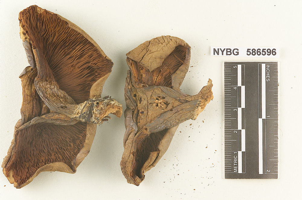 Clitocybe overholtsii image