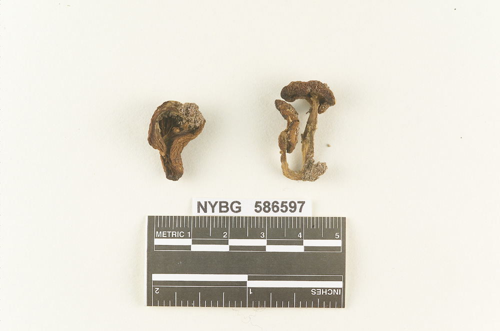 Clitocybe puberula image