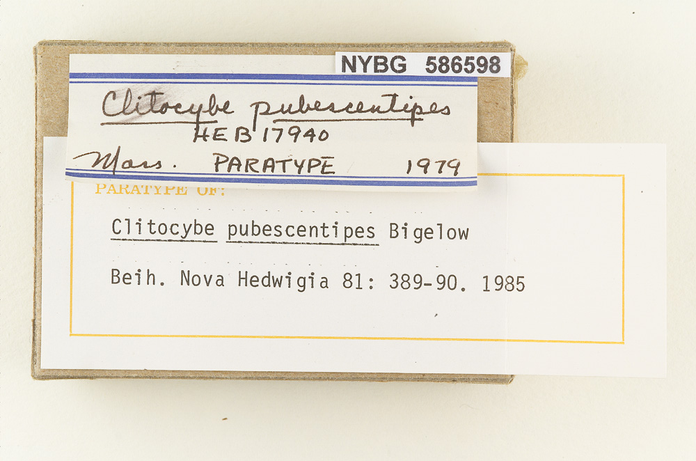 Clitocybe pubescentipes image