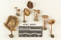 Clitocybe sinopica var. rimosa image