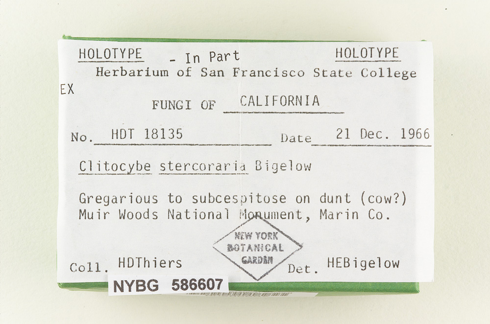 Clitocybe stercoraria image