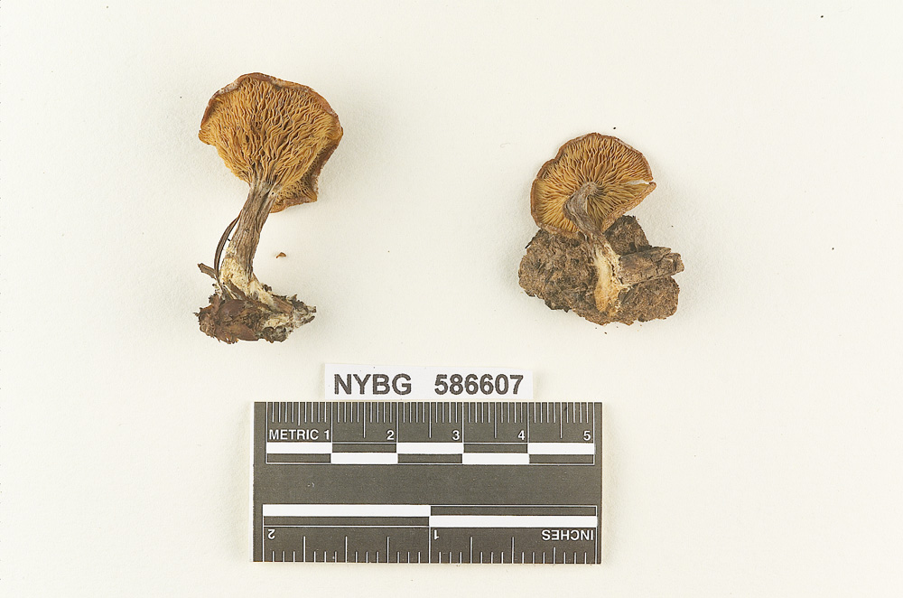 Clitocybe stercoraria image